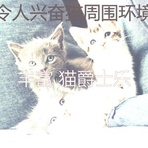 柔和的猫在家时刻