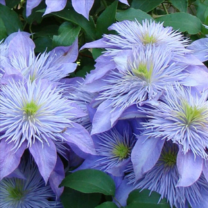 Blooming