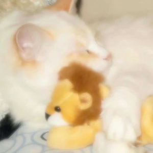 蝴蝶与花（ProdByShadowBeats）