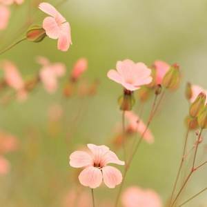 梦里花（Cover 张韶涵）