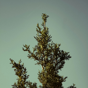 Kvällens Sista Sken