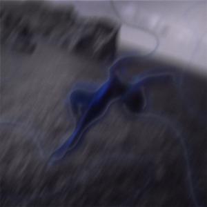 The Quest Realm (feat. Madhav The Flautist)