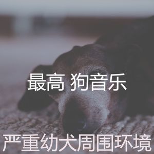 精彩狗环境