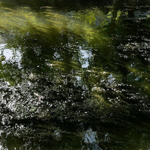 撒哈拉的一棵树