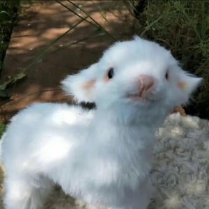 让我欢喜让我忧（翻唱）