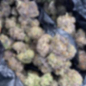 Baby Drill Flow (Radio Edit)