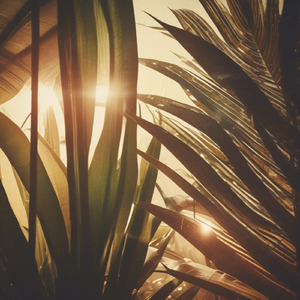 木漏れ日の中で聴くボサノバ