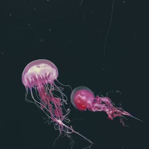 一段午后的乱弹