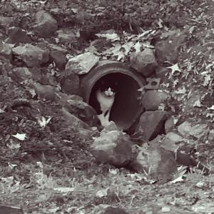 (Intended for Binary 2) Tunnel