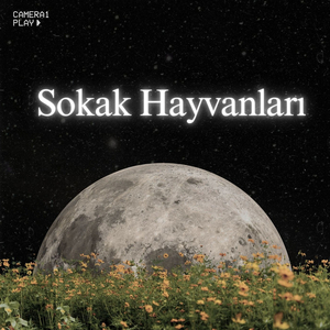 Sokak Hayvanları