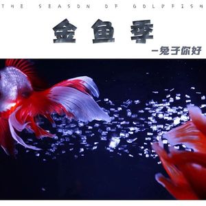 金鱼季