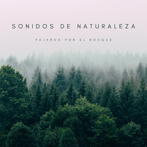 Relajación Para Dormir