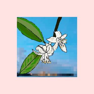 橙花仙子