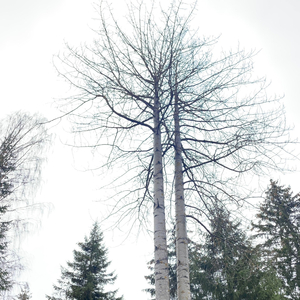 Skogene