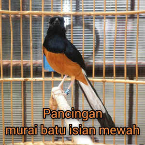 Pancingan Murai Batu Isian Mewah (Live)