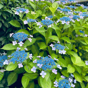 やさしい雨 (feat. 初音ミク)