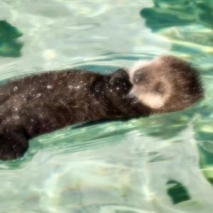 SAD! $ WI ING WI ING（翻自 郑杰伦）