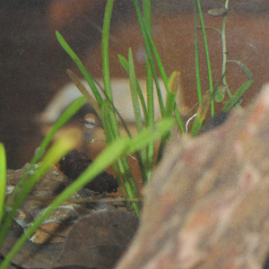 Please Do Not Touch The Very Realistic Statue Of Naked Joe Biden