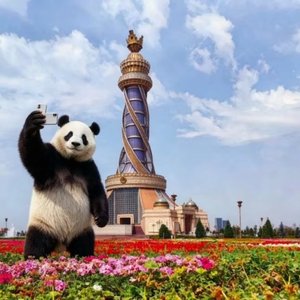 塔吉克金雕|Бози тиллои Тоҷикистон