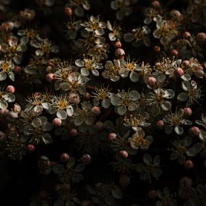 Rosebuds