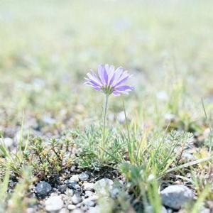 无心斗艳 (Cover 大布 & 苏泽龙)