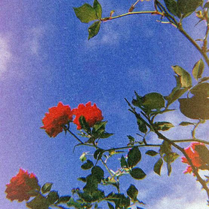 ▀▄█▀█▀▄█▀█▌