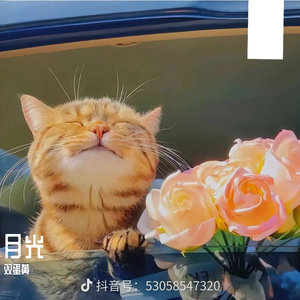 灯火 伴奏