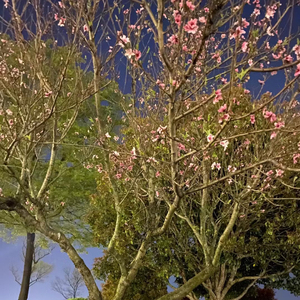 胆小鬼(女生版)（翻自 郑鱼）