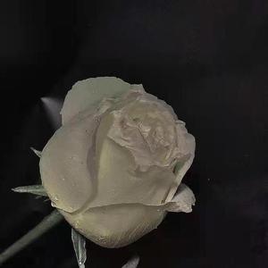 心碎战士（prod by Bubbleboy）