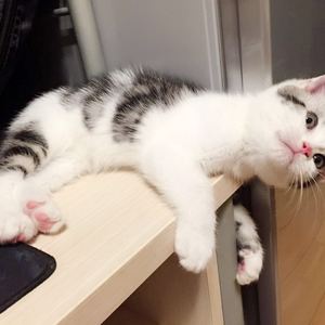 采茶纪（Cover 双笙）