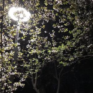 浪漫主义小黄歌