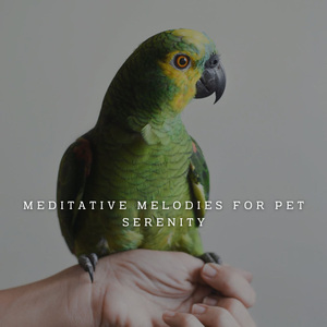 Pianissimo Pet Serenades