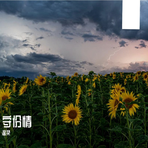 雪落松间的静谧之境