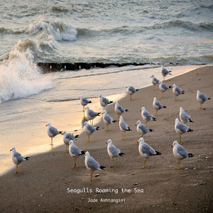 Seagulls Roaming the Sea