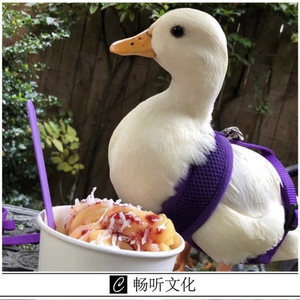 贝壳风铃(抖音版)