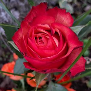 Trauer. Tränen. Taschentücher.