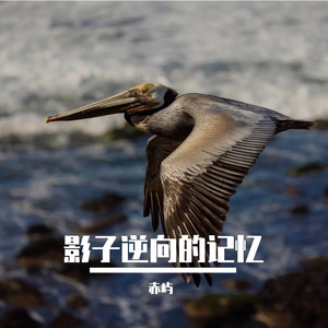 影子逆向的记忆