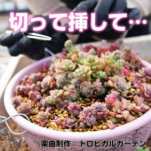 切って挿して…
