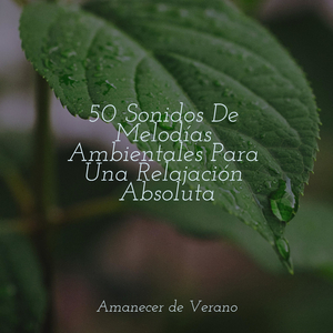 Universo Desencadenado