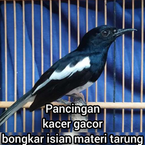 Pancingan Kacer Gacor Bongkar Isian Materi Tarung (Cover)