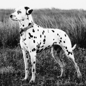 Dalmatina