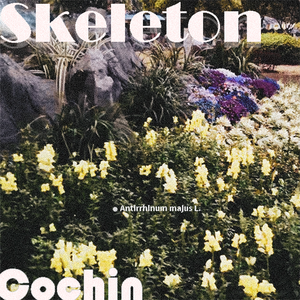【FREE】Skeleton