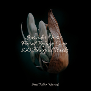 Moonlit Spellbound Delight