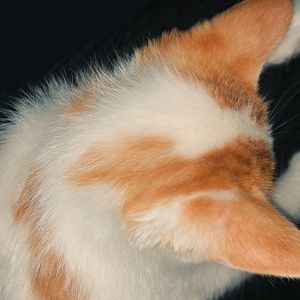 可能