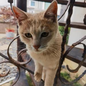 《古冢狐》词白居易 曲唱赵鑫