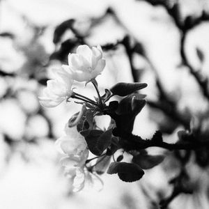 茉莉花海 jasmine sea