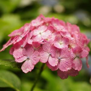 瓦格纳 婚礼进行曲 (钢琴版)