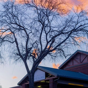 岁月酿的蜂蜜诗