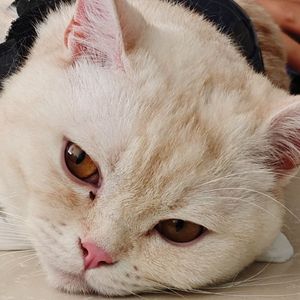 千年等一回（AC remix）