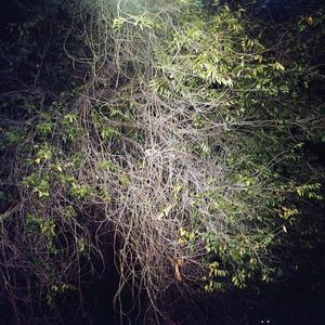 子夜光（In Ray）